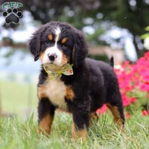 Goliath, Bernese Mountain Dog Puppy