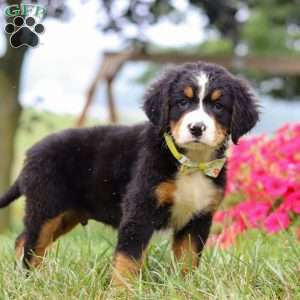 Goliath, Bernese Mountain Dog Puppy