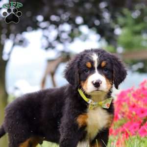 Goliath, Bernese Mountain Dog Puppy