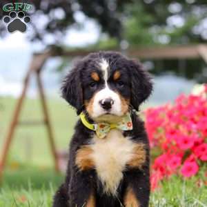 Goliath, Bernese Mountain Dog Puppy