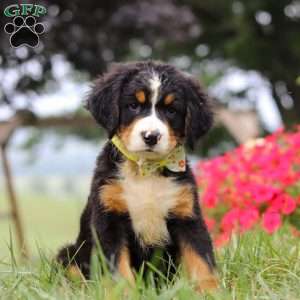Goliath, Bernese Mountain Dog Puppy