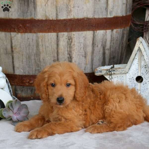 Gordon, Goldendoodle Puppy