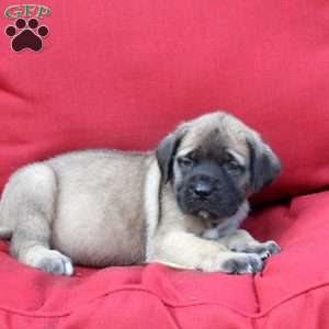 Gordon, English Mastiff Puppy