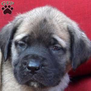 Gordon, English Mastiff Puppy