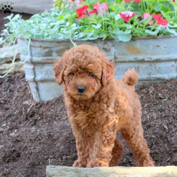 Grace, Miniature Poodle Puppy