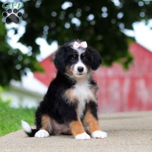 Gracie, Mini Bernedoodle Puppy