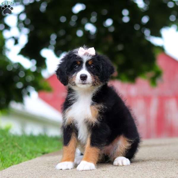 Gracie, Mini Bernedoodle Puppy