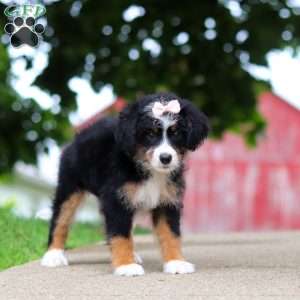 Gracie, Mini Bernedoodle Puppy
