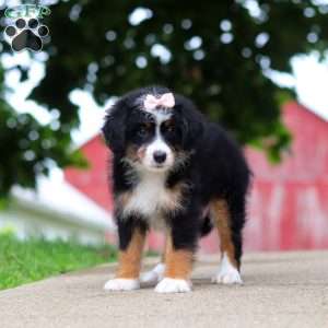 Gracie, Mini Bernedoodle Puppy