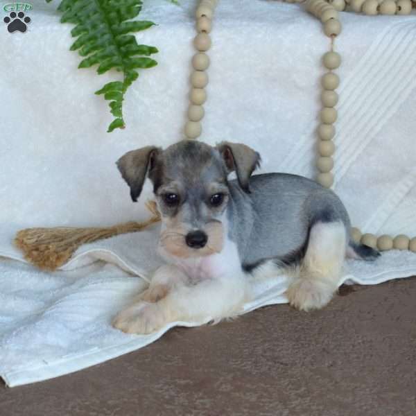 Gracie, Miniature Schnauzer Puppy
