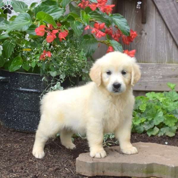 Gracie, English Cream Golden Retriever Puppy