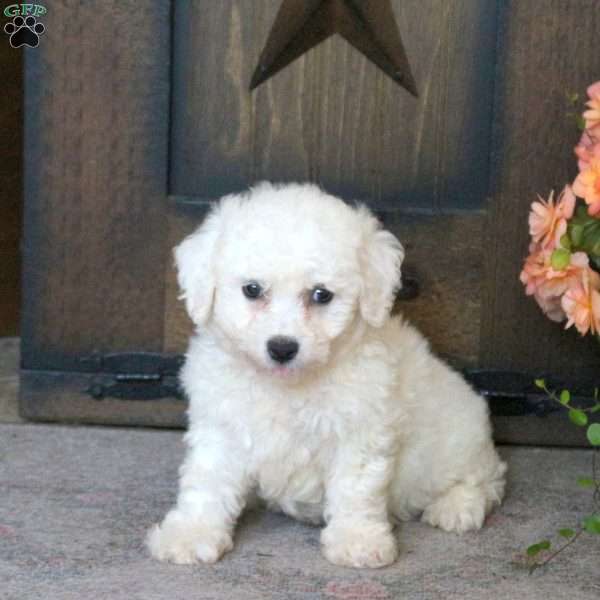 Gracie, Bichon Frise Puppy
