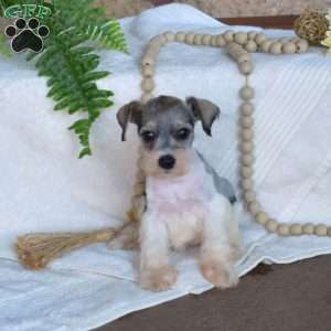 Gracie, Miniature Schnauzer Puppy