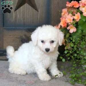 Gracie, Bichon Frise Puppy
