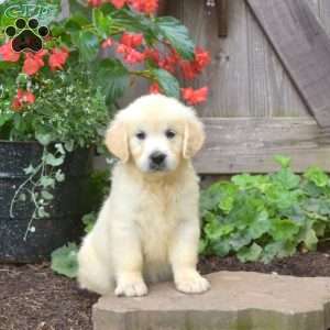 Gracie, English Cream Golden Retriever Puppy