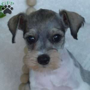 Gracie, Miniature Schnauzer Puppy