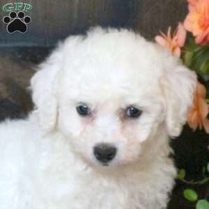 Gracie, Bichon Frise Puppy