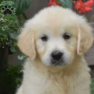 Gracie, English Cream Golden Retriever Puppy