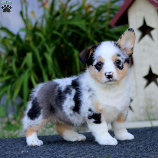 Gracie, Pembroke Welsh Corgi Puppy