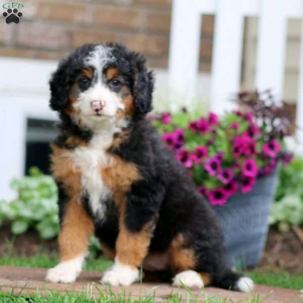 Gracie, Mini Bernedoodle Puppy
