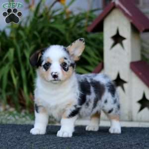 Gracie, Pembroke Welsh Corgi Puppy