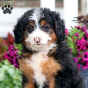 Gracie, Mini Bernedoodle Puppy