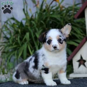 Gracie, Pembroke Welsh Corgi Puppy