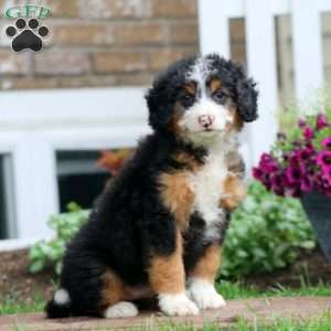 Gracie, Mini Bernedoodle Puppy