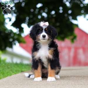 Gracie, Mini Bernedoodle Puppy