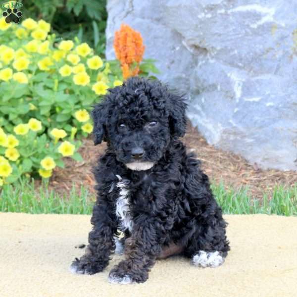 Grady, Mini Schnoodle Puppy