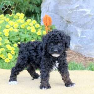 Grady, Mini Schnoodle Puppy