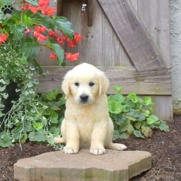 Granger, English Cream Golden Retriever Puppy