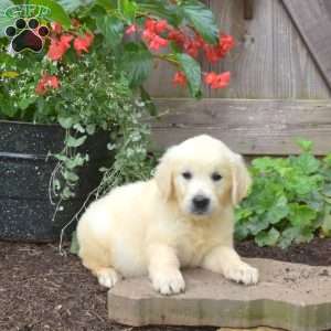 Granger, English Cream Golden Retriever Puppy