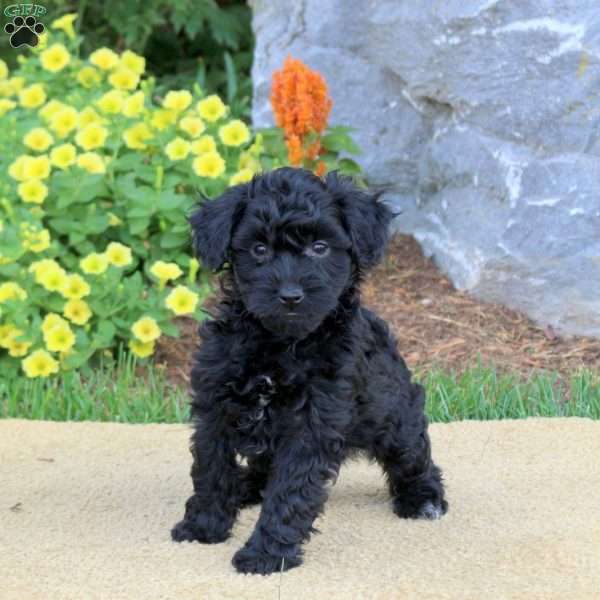 Grant, Mini Schnoodle Puppy