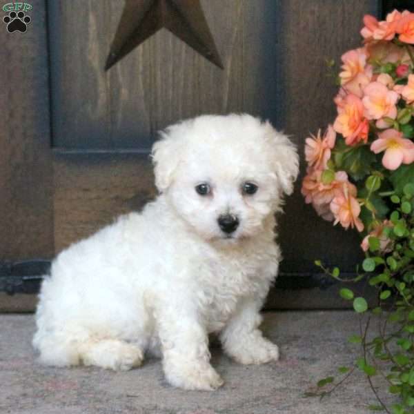 Grant, Bichon Frise Puppy