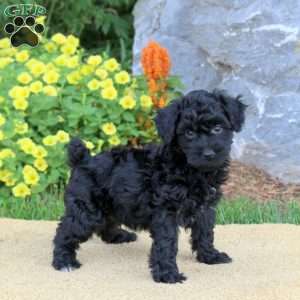 Grant, Mini Schnoodle Puppy