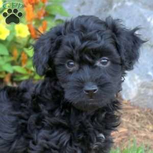 Grant, Mini Schnoodle Puppy