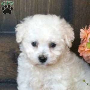 Grant, Bichon Frise Puppy