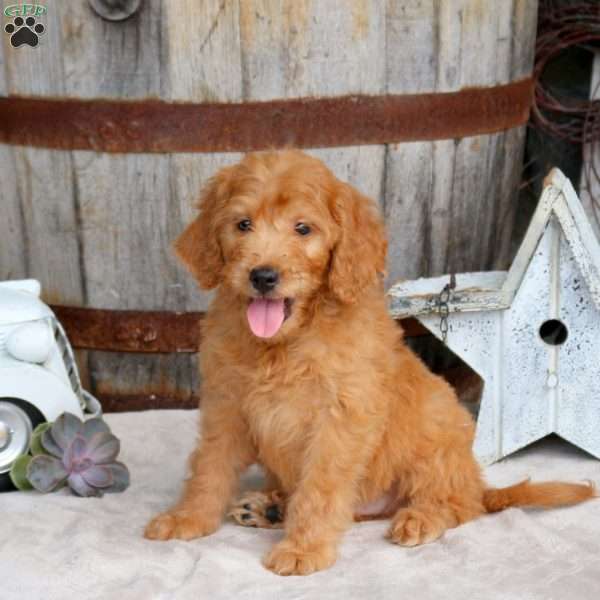Grayson, Goldendoodle Puppy