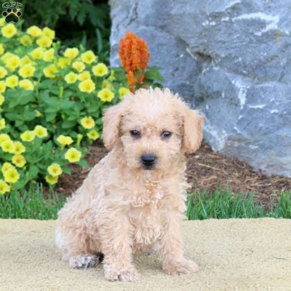 Grayson, Mini Schnoodle Puppy