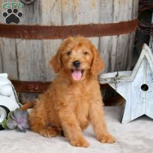 Grayson, Goldendoodle Puppy