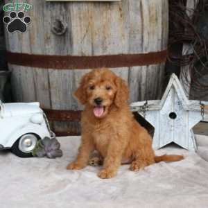 Grayson, Goldendoodle Puppy