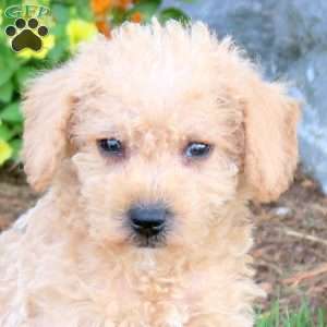 Grayson, Mini Schnoodle Puppy