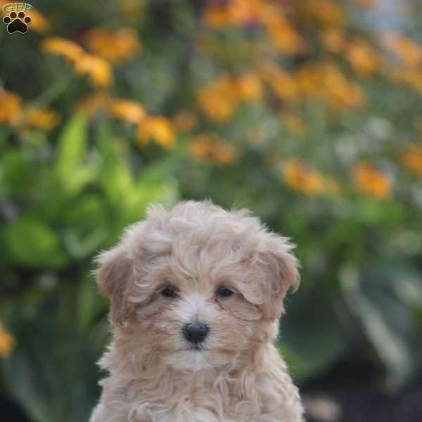Grayson, Maltipoo Puppy