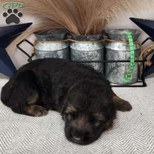 Blitz, German Shepherd Puppy