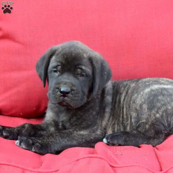 Greg, English Mastiff Puppy