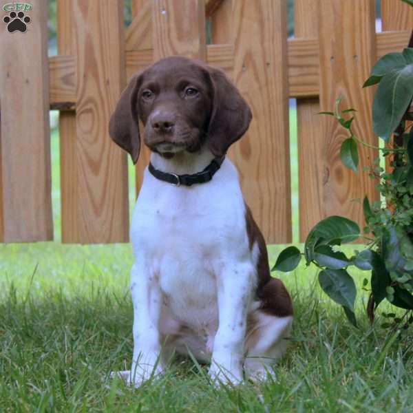 Greg, German Shorthaired Pointer Puppy