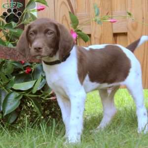Greg, German Shorthaired Pointer Puppy