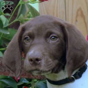 Greg, German Shorthaired Pointer Puppy