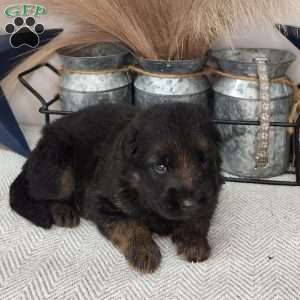 Barron, German Shepherd Puppy